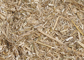 Miscanthus-Elefantengras